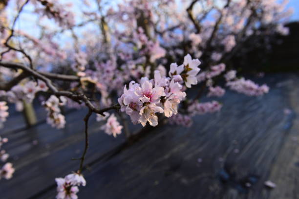 In full bloom in the peach blossom In full bloom in the peach blossom Nectarine stock pictures, royalty-free photos & images