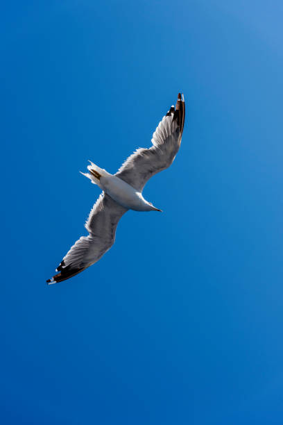 One white seagull is flying in the blue sky in Greece.