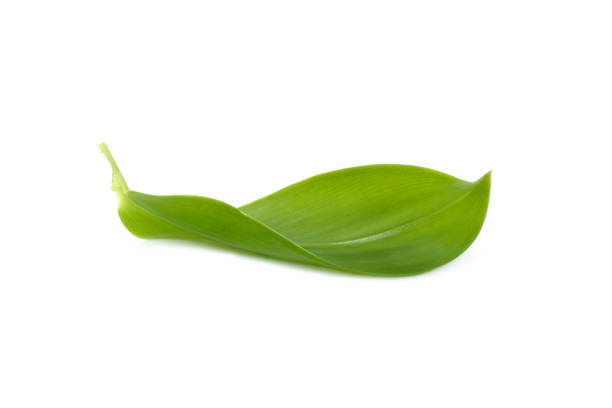 istock Natural green leaves leaf large green on the White Background 1174541639