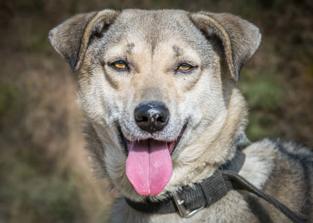 istock Smiling dog is panting and looking 1174541655