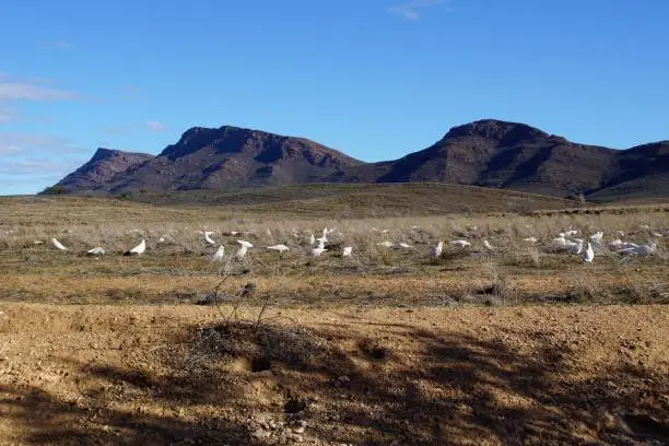 Flinders Ranges, South Australia, Australia, August 27, 2019.
Large flocks of corellas can be found all through the Flinders Ranges