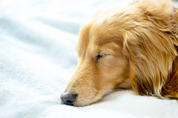 istock pretty dachshund sleeps sweetly in a bed on light blue blanket. 1174545292