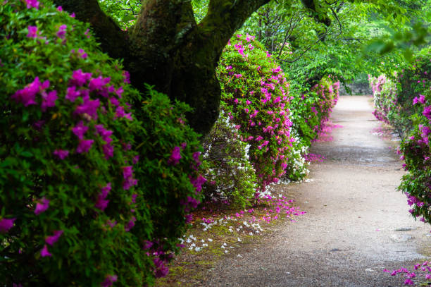 istock Sidewalk with azaleas along the road 1174545396