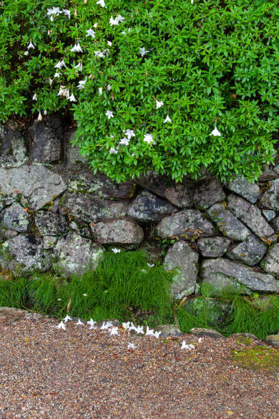 istock Flowers blooming on the stone wall and falling on the ground 1174545486