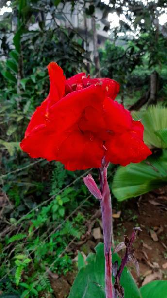 istock Red colour cannas flower closeup view 1174546569