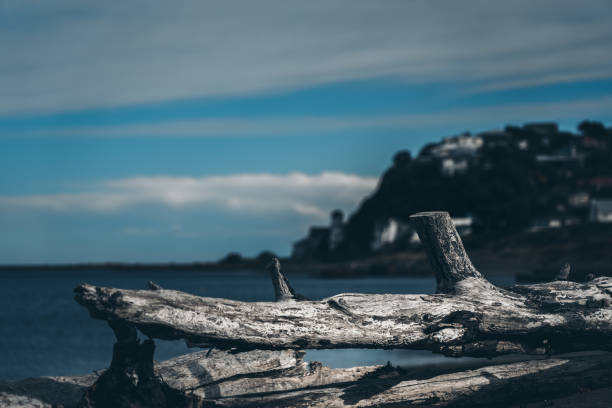 Dead wood on the beach; Dead tree on the beach
