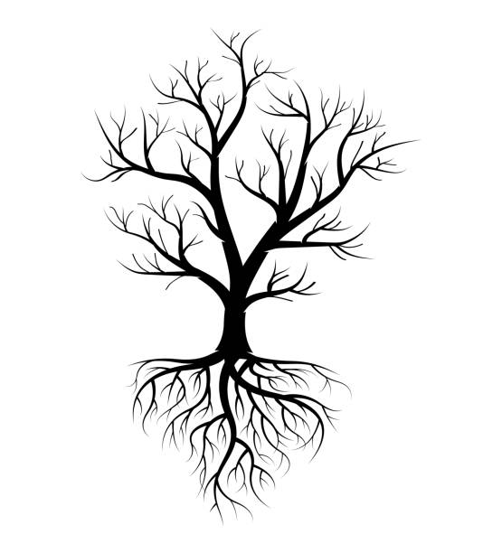 ilustraciones, imágenes clip art, dibujos animados e iconos de stock de ilustración silueta negra de un árbol desnudo - tree bare tree silhouette oak