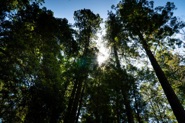 istock Low Angle View Of The Tree Tops 1174549463