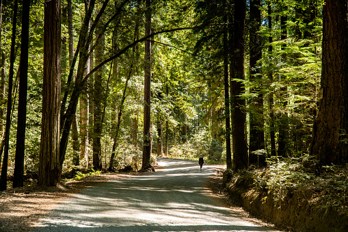 A female hiker appears in the distance walking along this paved road in the middle of the forest.