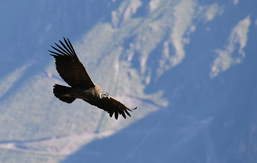 Andean  Condor (Vultur gryphus) flying at the Colca Canyon, Peru.
