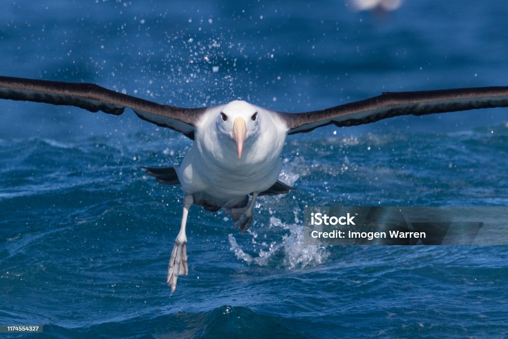 Black Browed Albatross in Australasia Thalassarche melanophris - The black-browed albatross, also known as the black-browed mollymawk, is a large seabird of the albatross family Diomedeidae; it is the most widespread and common member of its family. Albatross Stock Photo