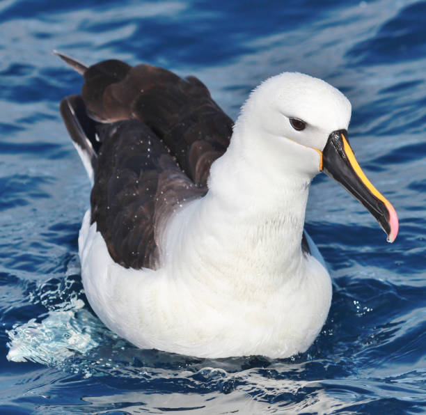 istock Eastern Yellow Nosed Albatross in Australia 1174554330
