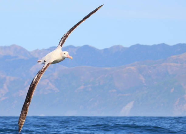 Gibson's Wandering Albatross in New Zealand Waters Diomedea antipodensis - Gibson's albatross is a large seabird in the great albatross group of the albatross family. The common name commemorates John Douglas Gibson, an Australian amateur ornithologist who studied albatrosses off the coast of New South Wales for thirty years. mollymawk photos stock pictures, royalty-free photos & images