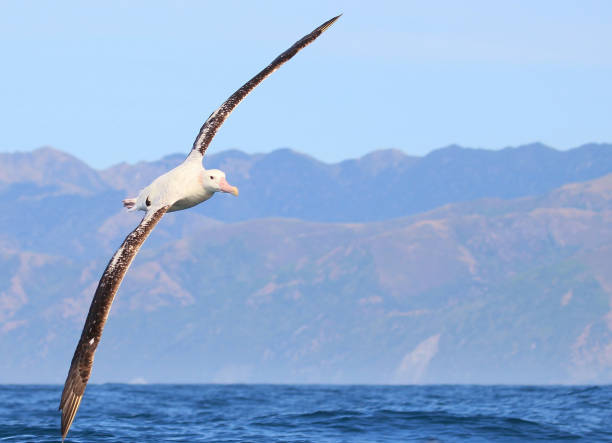 блуждающий альбатрос гибсона в водах новой зеландии - albatross стоковые фото и изображения