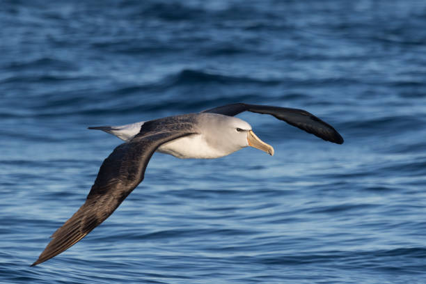 mollymawk di salvin nelle acque della nuova zelanda - cook strait foto e immagini stock