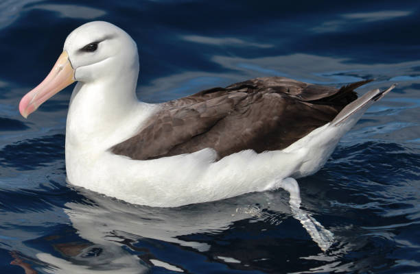 istock Black Browed Albatross in Australasia 1174554362