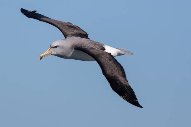 Salvin's Mollymawk in New Zealand Waters Thalassarche salvini - Salvin's albatross, or Salvin's mollymawk is a large seabird that breeds only in islands in New Zealand's realm. mollymawk photos stock pictures, royalty-free photos & images