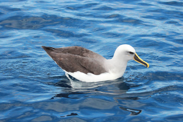 istock Buller's Mollymawk in Australian Waters 1174554388