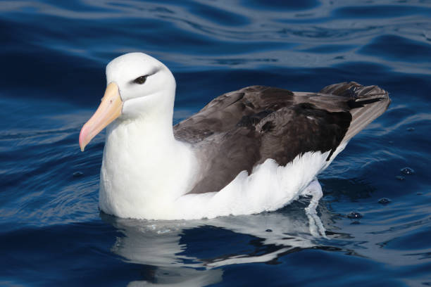 istock Black Browed Albatross in Australasia 1174554411