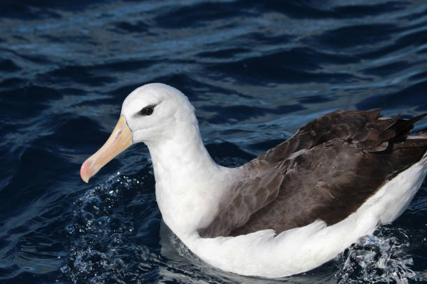 istock Black Browed Albatross in Australasia 1174554445