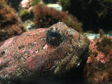 A rockfish resting.
