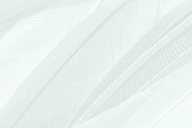 istock Beautiful white gray colors tone feather texture background 1174556309