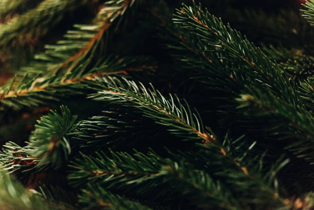 istock green fir branches. decorating christmas tree in room. home preparation. rustic concept 1174556342