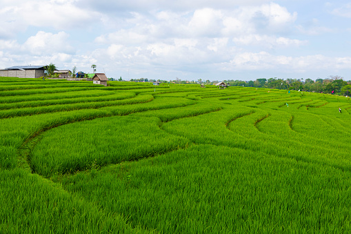 Rice Terrace is a scenic, terraced hillside offering rice paddies amid lush greenery in Asia