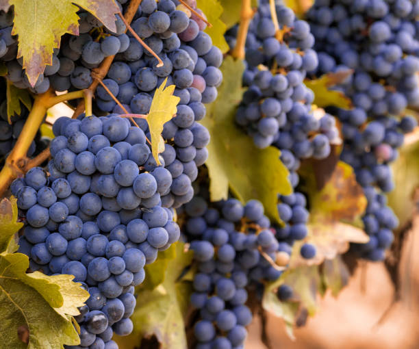 istock Beautiful image with natural grapes ripening in an orchard 1174560447