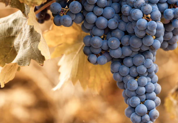istock Natural red grapes ripening in an orchard 1174560448
