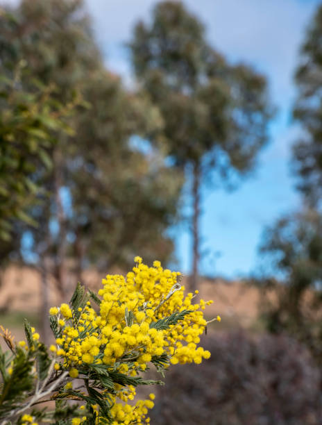 istock Spring wattle in bloom. Australia. National flower. 1174560470