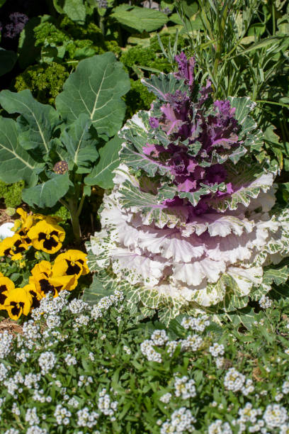 istock Symbiosis between decorative and edible plants. 1174561455
