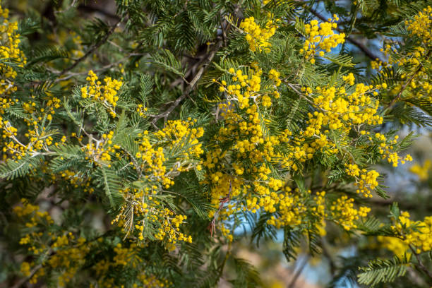 istock Spring wattle in bloom. Australia. National flower. 1174561642