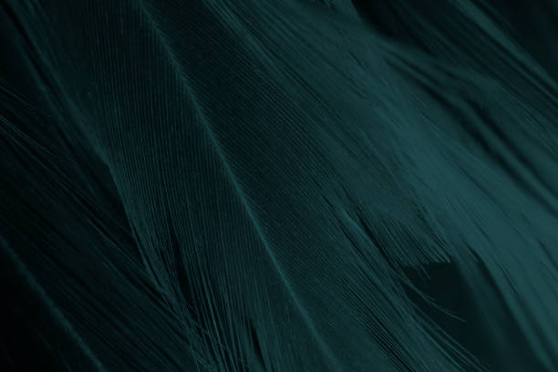 istock Beautiful dark green vintage color trends feather texture background 1174563281