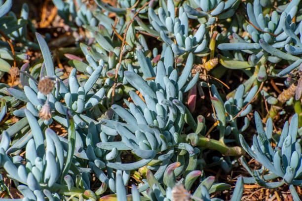 istock Blue Chalk Stick succulants. Australian desert plant. 1174565389