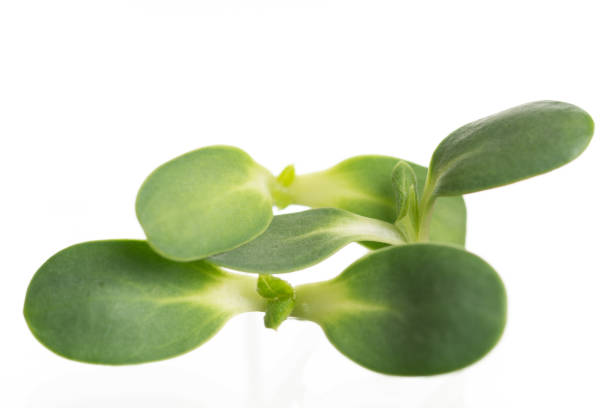 istock Sunflower sprout close-up isolated on white 1174565469