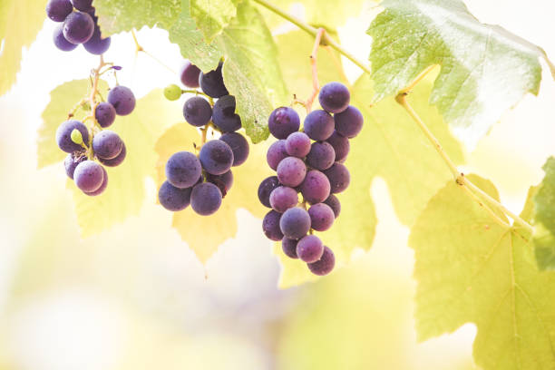 istock Autumn background with red grapes in a vineyard 1174565644