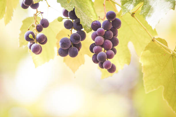 istock Autumn background with red grapes in a vineyard 1174565648