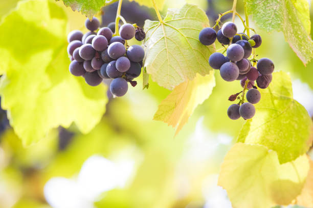 istock Autumn background with red grapes in a vineyard 1174565716