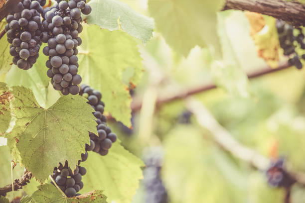 istock Autumn background with red grapes in a vineyard 1174565838
