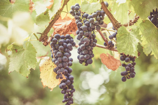 istock Autumn background with red grapes in a vineyard 1174566369