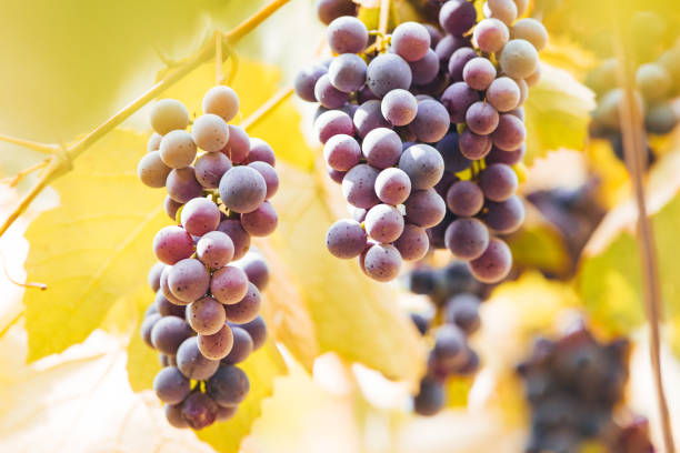 istock Autumn background with red grapes in a vineyard 1174566377