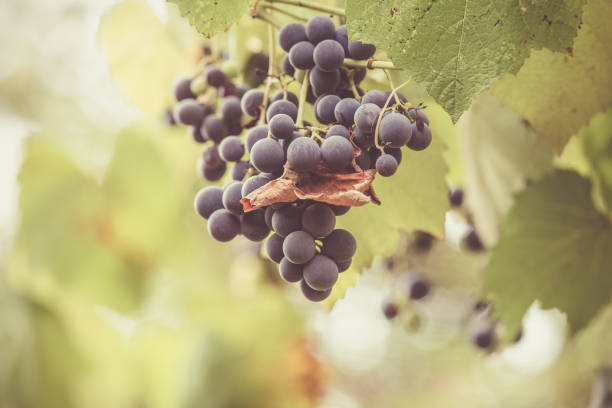 istock Autumn background with red grapes in a vineyard 1174566400