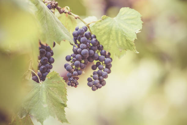 istock Autumn background with red grapes in a vineyard 1174566420