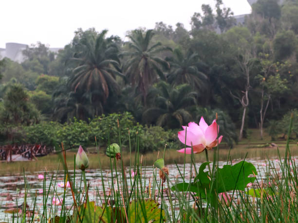 istock I love the lotus 1174566498