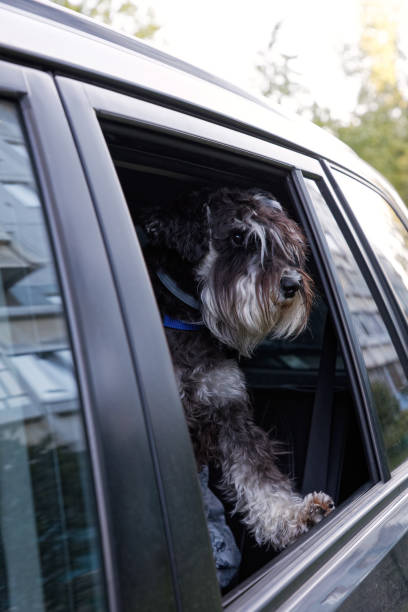 istock Closeup young dog dwarf schnauzer look out the open car window 1174566931