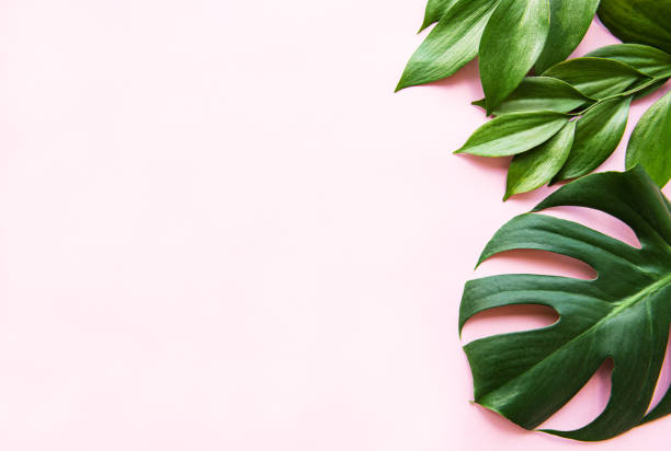 istock Tropical leaves and monstera leaf 1174568087