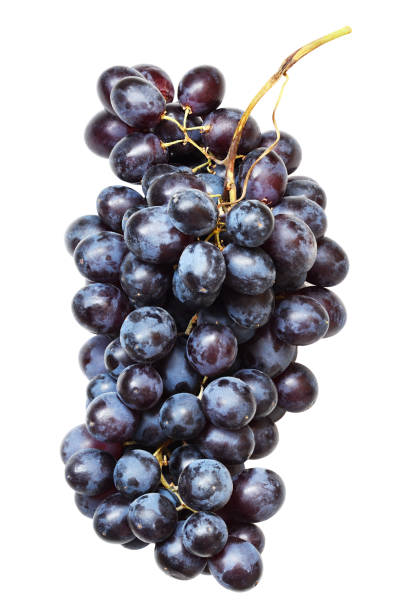 istock Bunch of blue grapes 1174568236