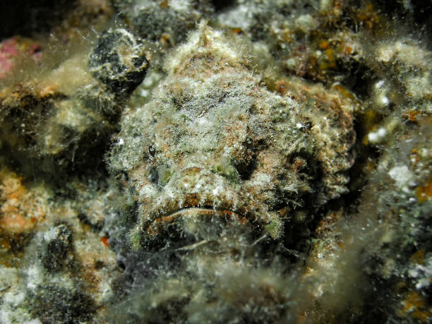A Devil Scorpionfish (Scorpaenopsis diabolus) in the Red Sea