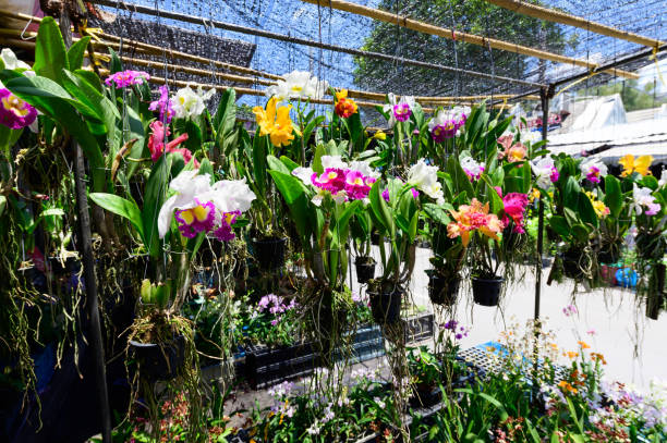 istock Colorful orchids at Chatuchak market 1174571001